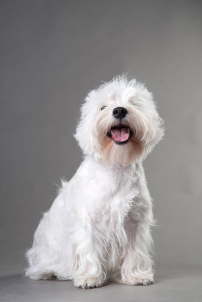istock Young West Highland White Terrier on a grey background 1218588606