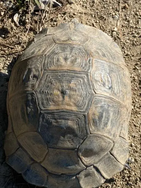 Tortoise vosvos tosba walking home animal armor armored animal Black turtle jungle animals wildlife wildlife wild life jungle life Tortoise speed turtle walking