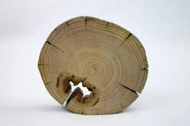 Photo of wooden disk