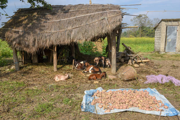 istock Rural cottage for sheep at Chitwan in Nepal 1218589479