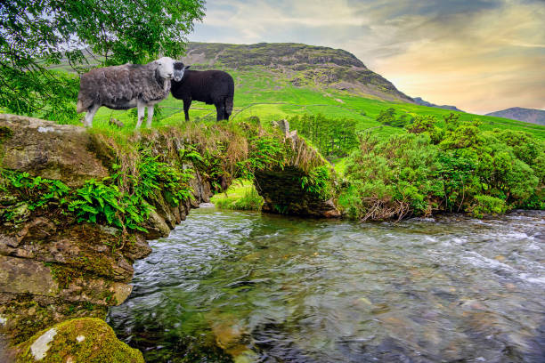 Herdwick sheep on a packhorse bridge over a stream in the evening light at Wasdale Head, Lake District National Park, Cumbria, England