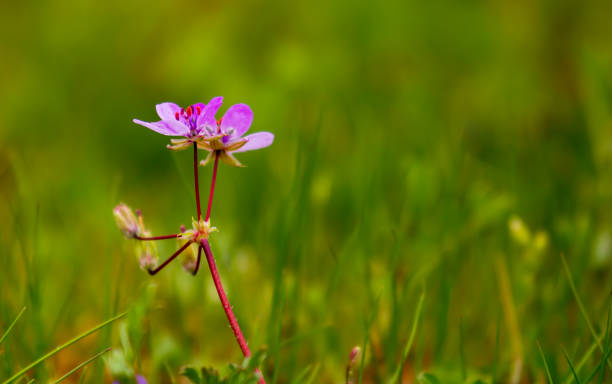 istock Meadow covered vith violet coloured pelargoniums on a beautiful spring day 1218589965