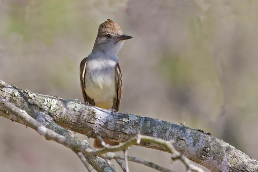 An Ash-throated Flycatcher, Myiarchus cinerascens, perched