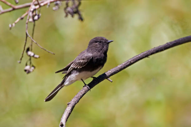 istock Black Phoebe, Sayornis nigricans, perched on branch 1218590458