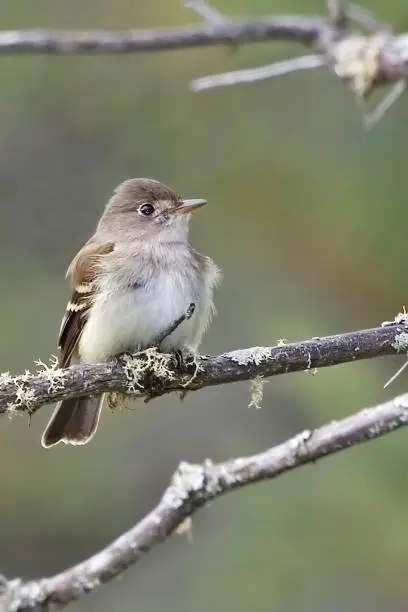 A Vertical of Alder Flycatcher, Empidonax alnorum