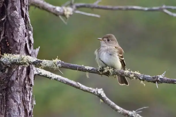 An Alder Flycatcher, Empidonax alnorum, perched on branch