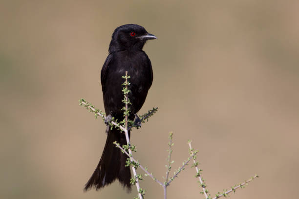 drongo dalla coda a forchetta - drongo foto e immagini stock