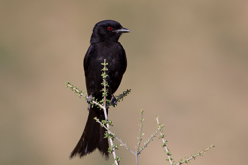 Fork-tailed Drongo (Dicrurus adsimilis), Kgalagadi Transfrontier Park, Kalahari desert, South Africa/Botswana.