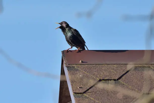 Common starling (sturnus vulgaris) on home roof