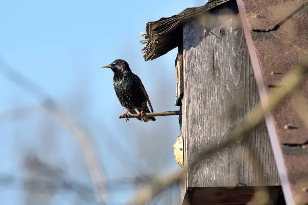 Common starling (sturnus vulgaris) on nesting-box