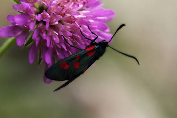 istock Zygaena Transalpina on a magenta flower 1218592777