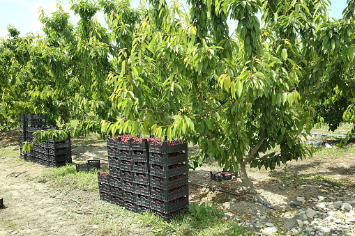 Boxes of freshly picked lapins cherries. Industrial cherry orchard. Buckets of gathered sweet raw black cherries . Close-up view of green grass and boxes full . Picking cherries in the orchard .