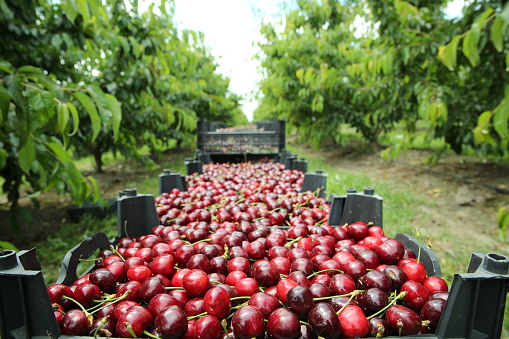 Boxes of freshly picked lapins cherries. Industrial cherry orchard. Buckets of gathered sweet raw black cherries . Close-up view of green grass and boxes full . Picking cherries in the orchard .