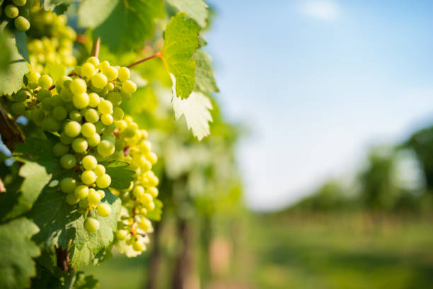 vignes de raisin dans le vignoble - sunlit grapes photos et images de collection