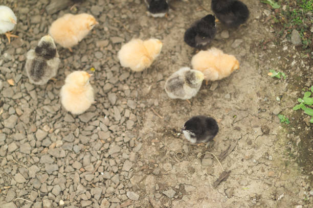 istock Group of young freshly-hatched chicks walk around the garden 1218596882