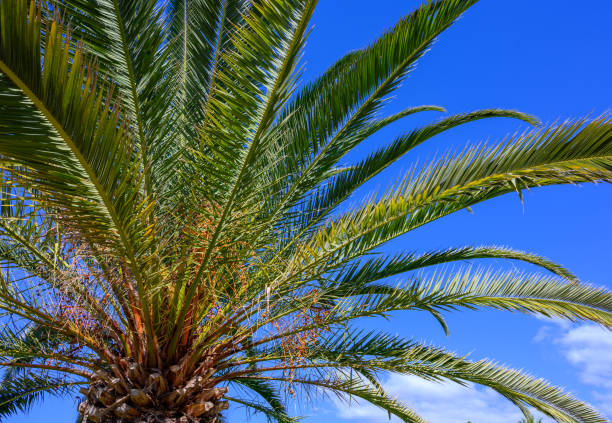 istock Green palm tree and blue sky 1218597394