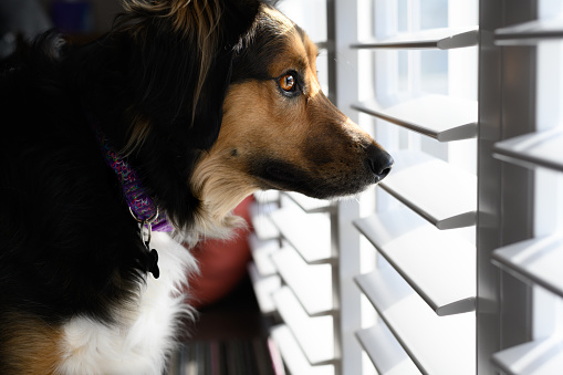 Curious dog looks through window blinds to outside.