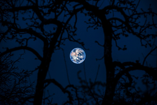 earth view through tree in the blue hour. 
earth images source: Elements of this image furnished by NASA creative common 0