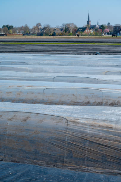 istock White asparagus fields with soil beds covered with plastic film in spring 1218599260