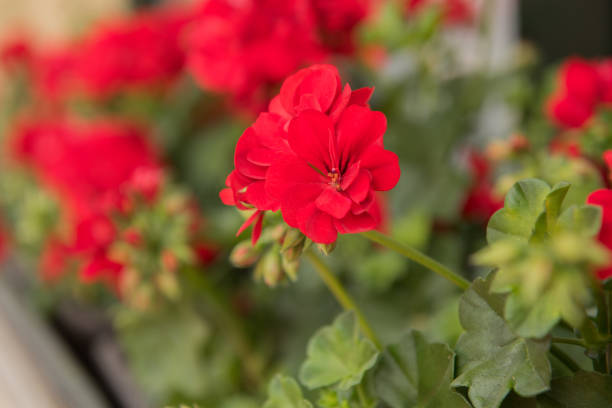 istock beautiful red geranium plant flower 1218599796