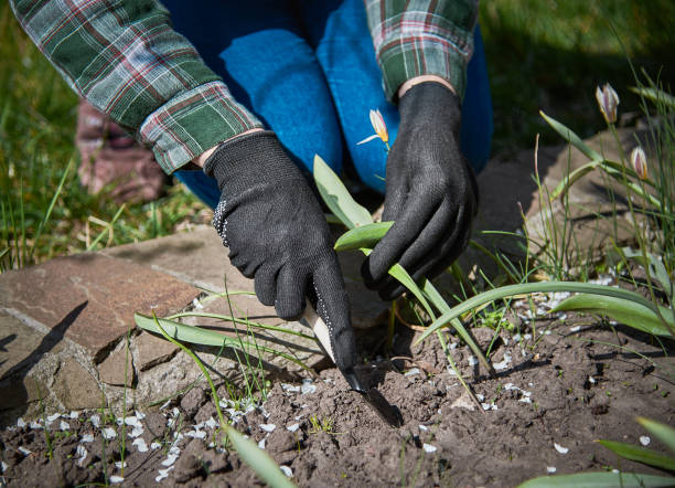 istock Garden care in spring. 1218599922
