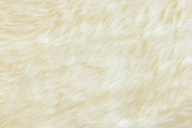 istock background and textured of real white cream wool sheep 1218600694