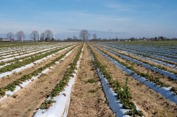 istock Spring fields with rows of young strawberry plants growing outdoor on soil beds covered with white plastic film 1218601383