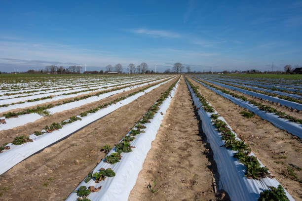 istock Spring fields with rows of young strawberry plants growing outdoor on soil beds covered with white plastic film 1218601389