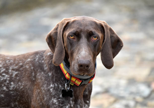istock Head of dog 1218601403