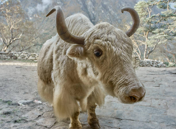 istock Yak in the mountains of Nepal. 1218602411