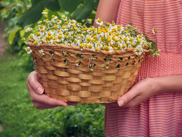 istock Girl holds camomiles. 1218602432