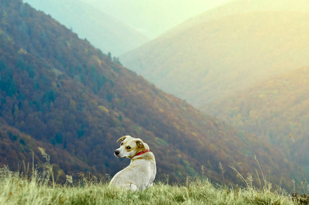 A dog sits looking from a high angle on a mountain in the Huai Thon tent area, looking towards Span Village, Nan Province.