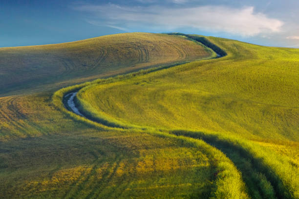 Dirt road in the wheat field