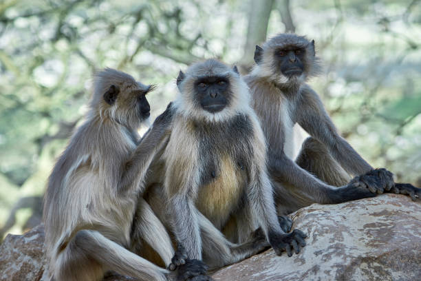 istock Monkeys in the city. 1218603945