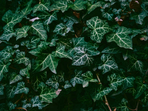 istock Green background of leaves. 1218604266