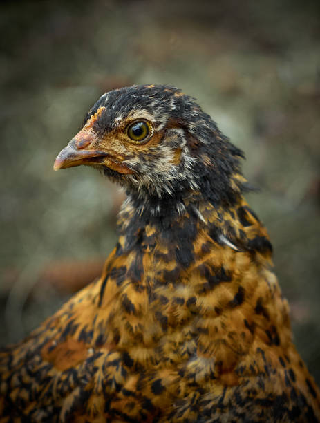 istock Portrait of young chickens. 1218604296