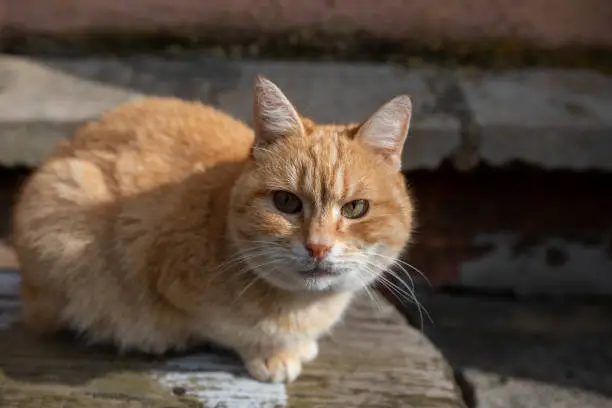 Ginger cat basks in the spring sun on a bench