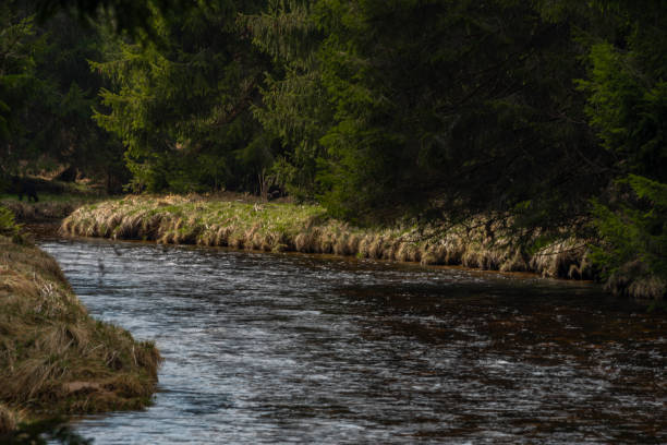istock Studena Vltava river in national park Sumava in sunny spring day 1218604748
