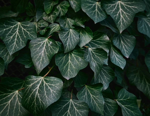 istock Green background of leaves. 1218605434
