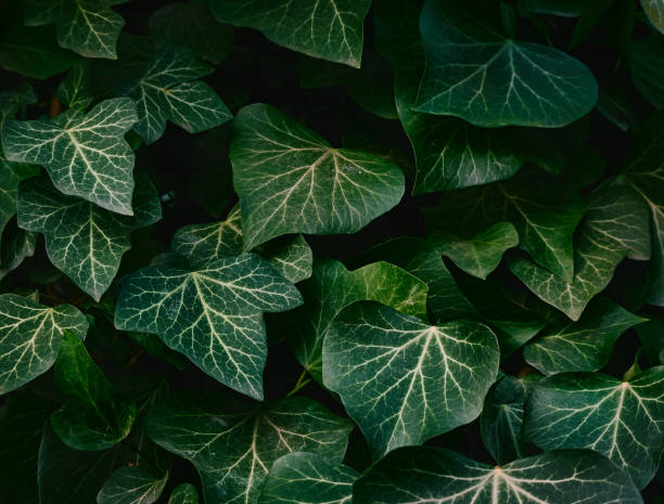 istock Green background of leaves. 1218605548