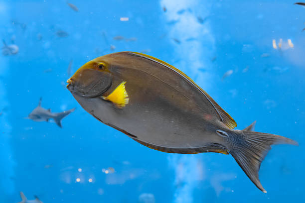 peces cirujano de rayas oculares (acanthurus xanthopterus) o pez cirujano de aleta amarilla (acanthurus dussumieri ) en el acuario atlantis, ciudad de sanya, hainan, china. - tuna sea underwater fish fotografías e imágenes de stock