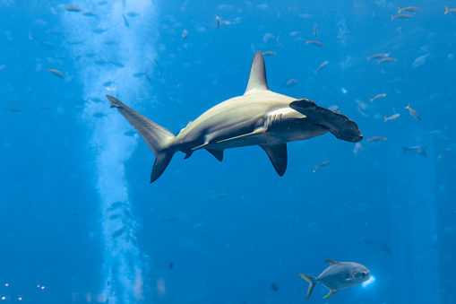 Hammerhead shark in the aquarium. The great hammerhead (Sphyrna mokarran) is the largest species of hammerhead shark, belonging to the family Sphyrnidae. Atlantis, Sanya, island Hainan, China.