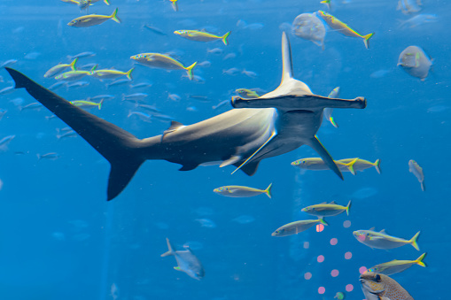 Hammerhead shark in the aquarium. The great hammerhead (Sphyrna mokarran) is the largest species of hammerhead shark, belonging to the family Sphyrnidae. Atlantis, Sanya, island Hainan, China.