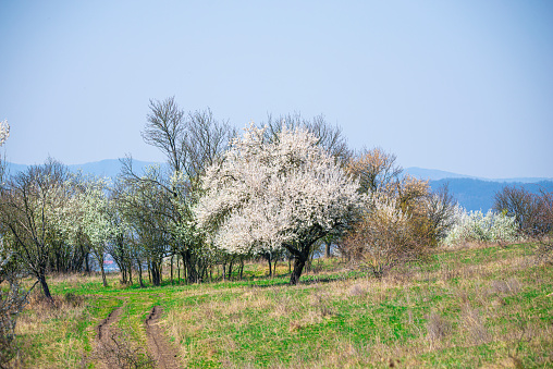 Beautiful springtime landscape with flowers tree