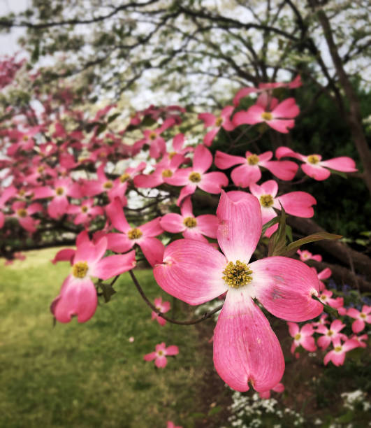 istock Pink dogwood in full bloom 1218607316