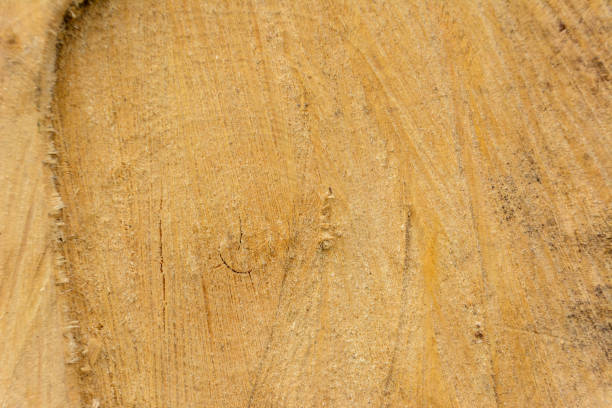 istock Tree ring log wood. Natural organic texture with cracked and rough surface. Close-up macro view of end cut wood tree section with cracks. Wooden surface. 1218607326