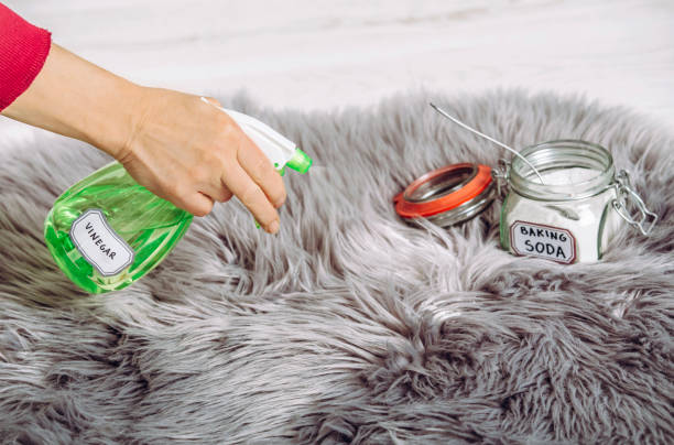 Using spray white vinegar dilution with water and baking soda Sodium bicarbonate in long hair fur carpet for cleaning and stain removal. Natural home cleaners concept.
