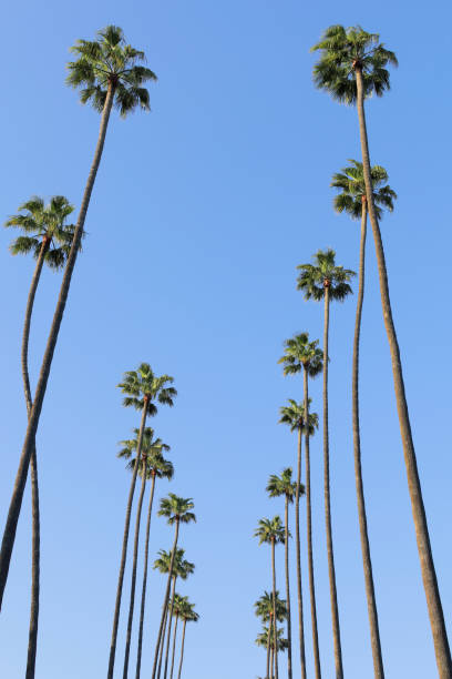 istock Palm Trees - Los Angeles 1218607459