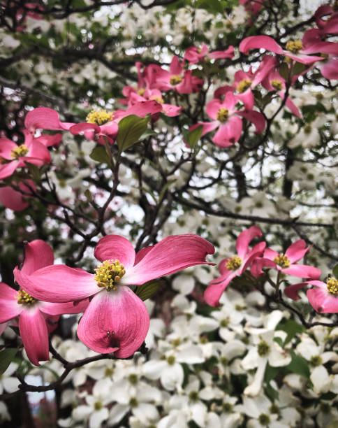 Pink and white dogwood trees in full bloom in the springtime
