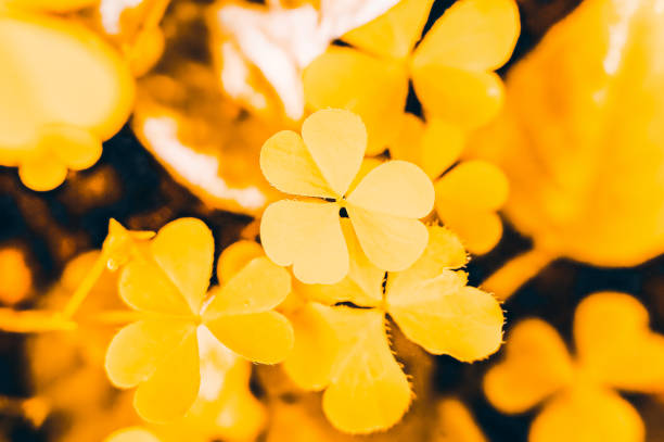 istock Color background, heart-shaped leaves 1218608204